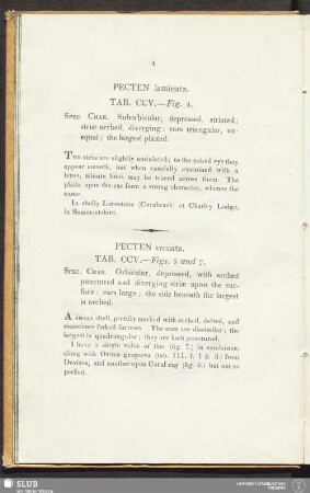 Pecten laminata. Tab. CCV. — Fig. 4