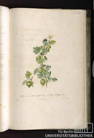 Pl. LXXVIII. 1. Grosse-verte-ronde lisse. 2. Verte-longue lisse.