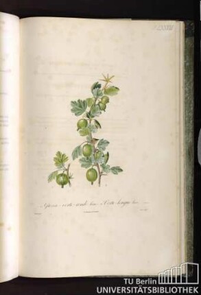 Pl. LXXVIII. 1. Grosse-verte-ronde lisse. 2. Verte-longue lisse.