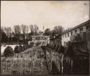Fotoalbum: Deutsche Gartenbau- und Schlesische Gewerbe-Ausstellung (GUGALI), Liegnitz: Aufbauarbeiten der Ausstellungsgebäude: Rosen vor Bergerhalle und Weinrestaurant