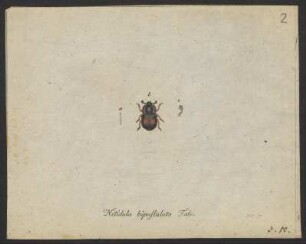 Nitidula. Heterocerus. Cocinella. pag. 107. - 112. nro. 15.