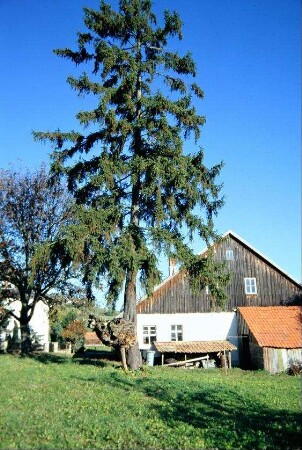 "Fichtenweide" am Ortsrand; aus einem Weidenstamm wuchs durch Anflug eine Fichte