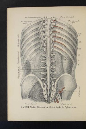 Tafel XVIII. Rücken, Rückenmark u. hintere Aeste der Spinalnerven.