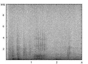 Nebelparder | Neofelis nebulosa - Mauzen, Schnurren (Katze)