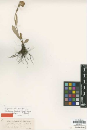 Helichrysum globosum Sch.Bip. ex A.Rich. [isotype]