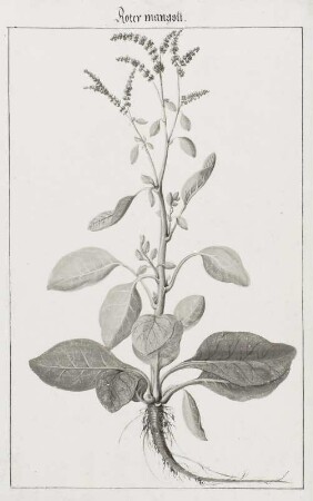 Roter mangolt, Seite 159