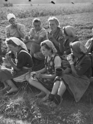 Cotta, Arbeitspause auf dem Feld : Cotta. Getreideernte. Arbeitspause