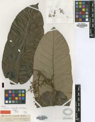 Myristica calophylla Spruce [isotype]