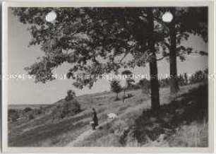 Geesthacht, Wald