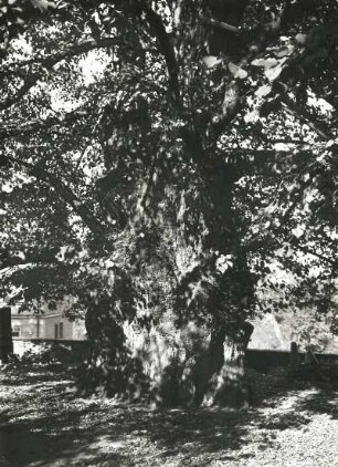 Naturschutz. Baumschutz. Alte Linde auf einem Friedhof, vermutlich Collm bei Oschatz