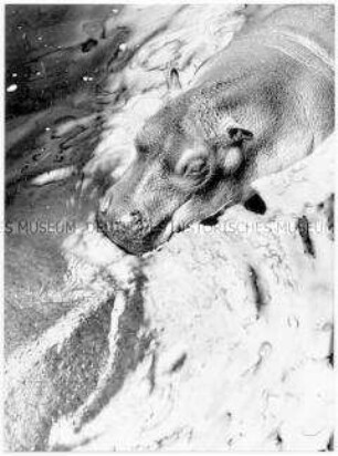 Nilpferdkopf im Wasser (Altersgruppe 14-17)