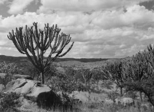 Wolfsmilch : Wolfsmilch-Pflanze im eritreischen Hochland