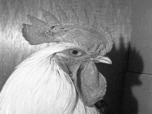 Ausstellung des Kleintierzuchtvereins C 904 Weiherfeld-Dammerstock.