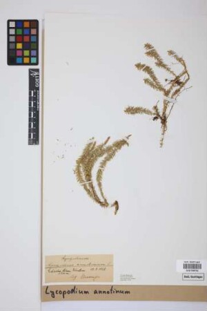 Lycopodium annotinum annotinum L.