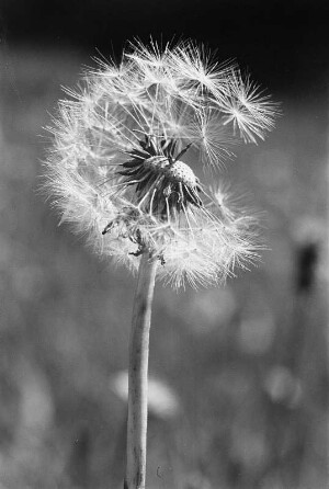 Makrofotos. Pusteblume