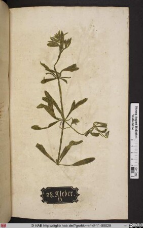 Kleber. D. [Kletten-Labkraut, Galium aparine]
