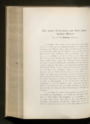 Ein neuer Corycaeus aus dem adriatischen Meere