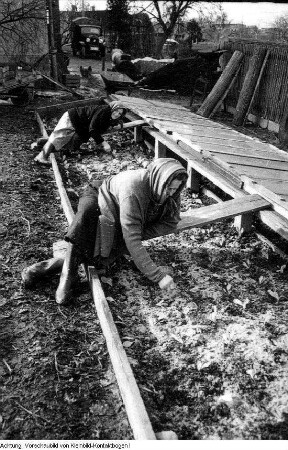 Dresden, Kaditz. Gärtnerische Produktionsgenossenschaft (GPG) Gartenbau Kaditz, Arbeit in den Gewächshäusern, 1959