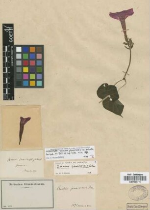 Pharbitis jamaicensis G.Don [type]