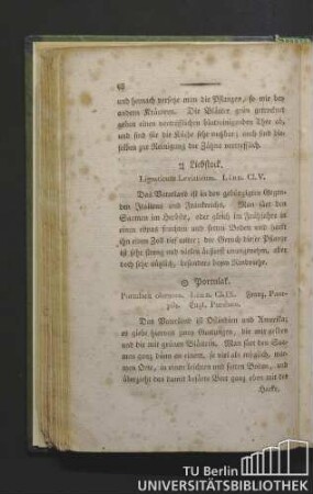 Liebstock. Lingusticum levisticum. Linn. Cl. V.