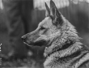 Deutscher Schäferhund : Portrait eines Schäferhundes im Profil.