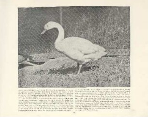 Coscoroba-Schwan