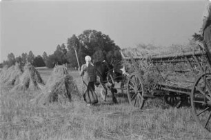 Erntefeld mit Kornpuppen. Ernte mit Hilfe eines Ochsengespanns. Landwirtin in sorbischer katholischer Alltagstracht. : Žně žita z pomocu wolaceho zapřaha. Snopy na žitnišću. Ratarka w serbskej katolskej wšědnej drasće.