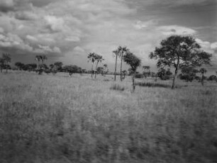 Savanne : Vegetation einer Savannenlandschaft in Tansania