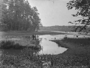 Moritzburg. Moritzburger Teichgebiet. Waldteich
