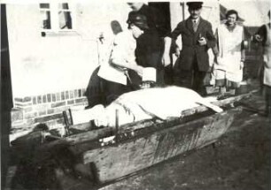 Schweineschlachten in Senftenberg : Nahrung - Schlachten. Ort: Zły Komorow / Senftenberg. Schweineschlachten bei einem Fleischermeister in den 1950er Jahren.