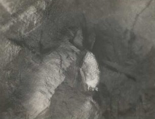 Großes Mausohr (Riesenfledermaus, Myotis myotis BORKH.), im Winterschlaf (von Wassertropfen überstäubt)