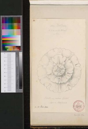 Rosette vom südlichen Giebel