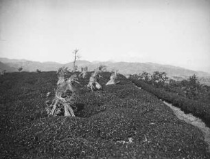 Japan. Strohpuppen, vielleicht in der Region Tōhoku nahe der heutigen Stadt Iwaki