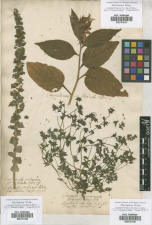 Campanula