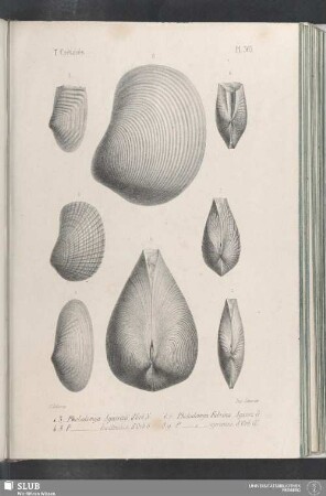 Pl. 363