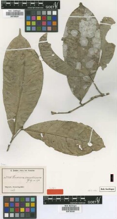Linociera camptoneura Gilg [syntype]