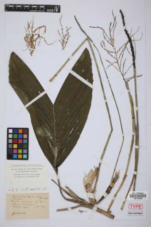 Chamaedorea ernesti-augusti H.Wendl.[type]