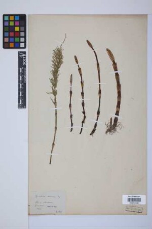 Equisetum arvense L.