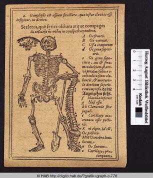 Skelett mit Schaufel.