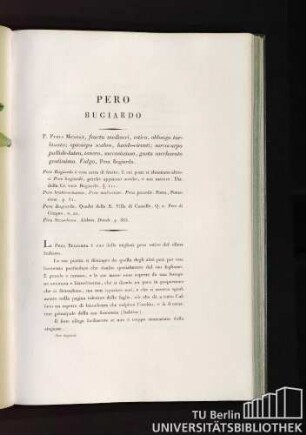 Pero Bugiardo