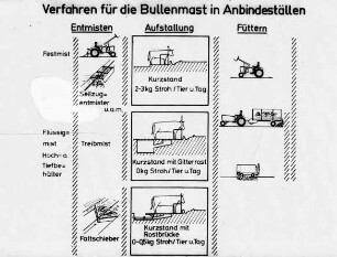 Verfahren für die Bullenmast in Anbindeställen