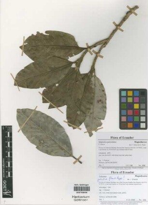 Magnolia paladana F.Arroyo[paratype]