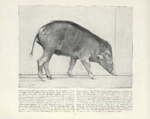 Philippinen-Schwein