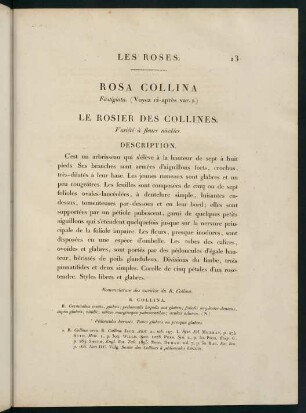 13-14, Rosa Collina (Fastigiata.) Le Rosier des Collines (Variété à fleurs nivelées.)