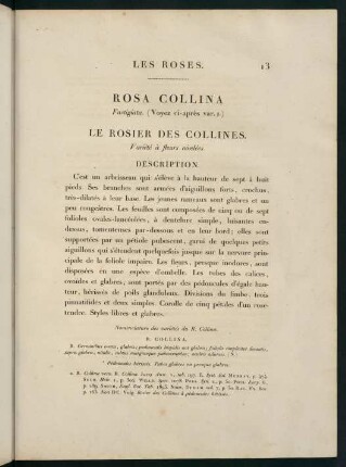 13-14, Rosa Collina (Fastigiata.) Le Rosier des Collines (Variété à fleurs nivelées.)