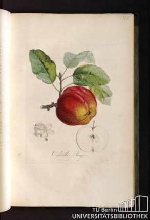 Calville Rouge.