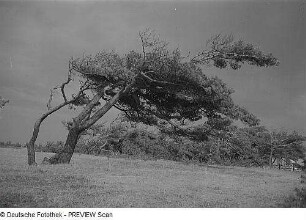 Darß. Weststrand. Windflüchter