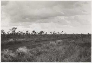 Übergang des Campo Limpo zum Campo Cerrado : 34,21 km von Boliche Sao Bento entfernt, Höhe: 730 m