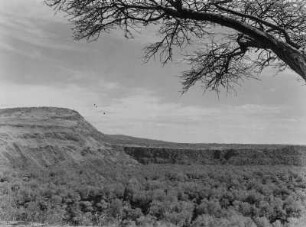 Im abessinischen Graben bei Metahara : Savannenvegetation im abessinischen Teil des Ostafrikanischen Grabenbruchs, nahe Metahara