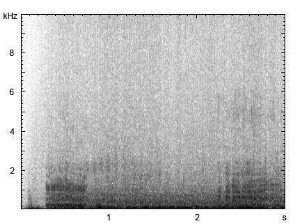 Hausschaf | Ovis aries f. domestica - Ruf